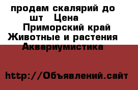 продам скалярий до 30шт › Цена ­ 50 - Приморский край Животные и растения » Аквариумистика   